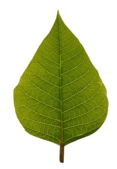 Leaf isolated on white background