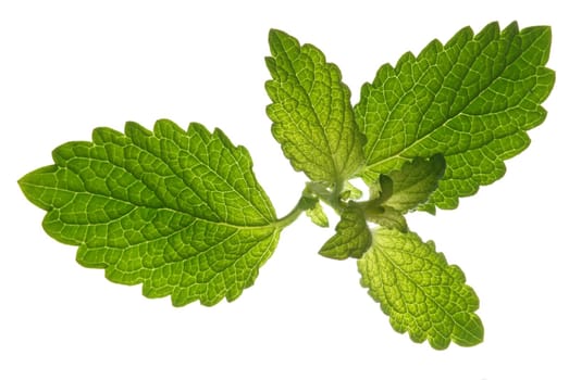 Leaves isolated on white background