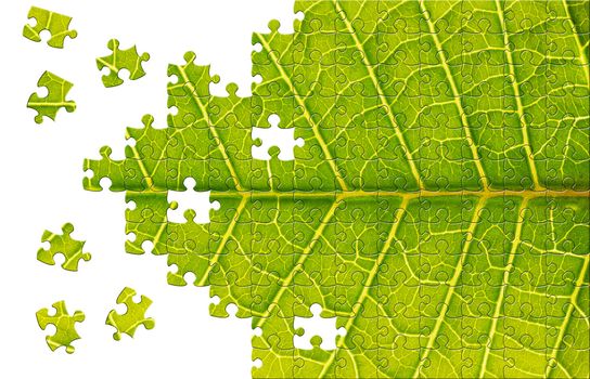 Puzzle Leaf texture close up background