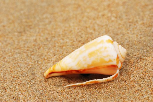 Shell in the beach sand