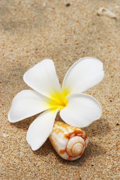 Shell & flower on a beach sand