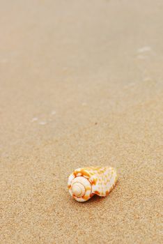 Shell in the beach sand