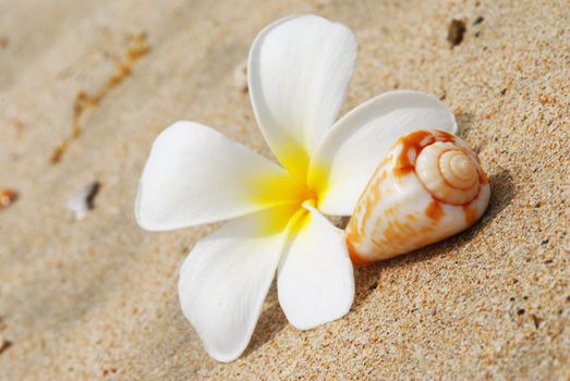 Shell & flower on a beach sand