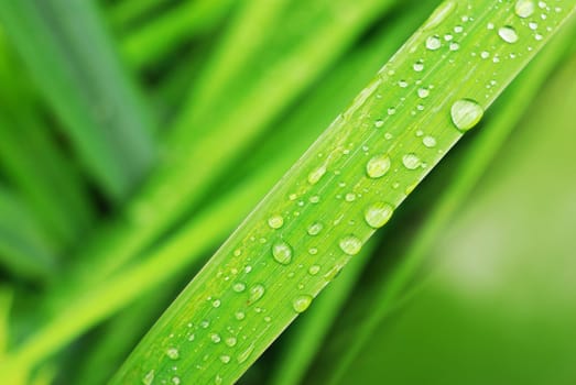 Fresh grass with dew drops