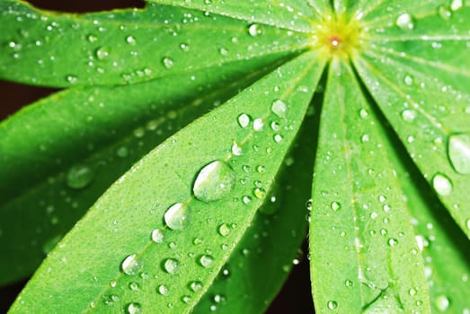 Fresh grass with dew drops