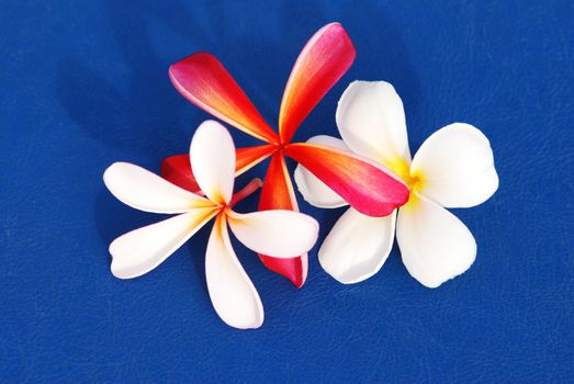 Three tropicfl frangipani flowers on blue