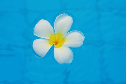 Frangipani flower in swimming pool