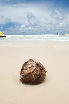 Coconut on the tropical beach