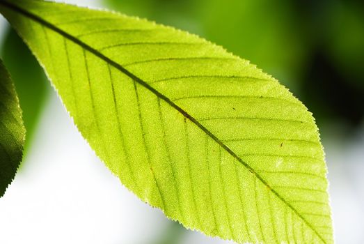 Green leaves background in sunlight