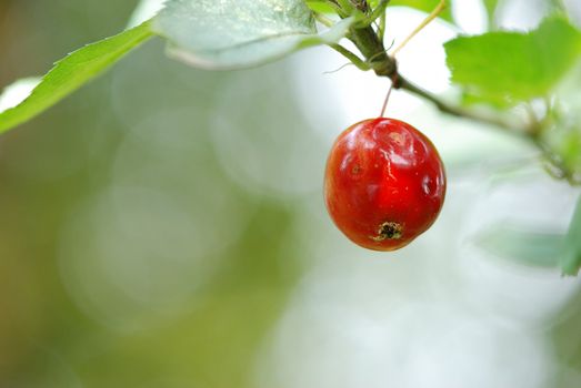 Apple on a tree, shallow DOF