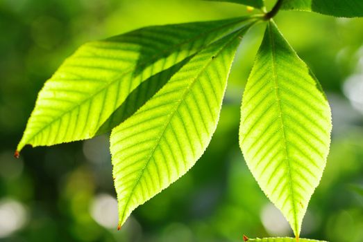 Green leaves background in sunlight