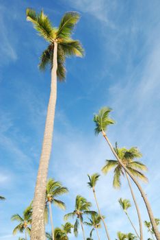 Palms against sky on a caribbean beach