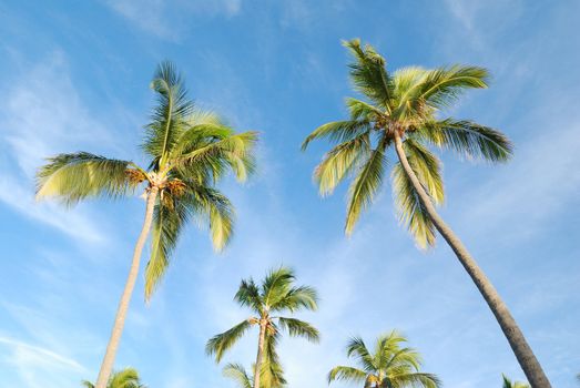 Palms against sky on a caribbean beach