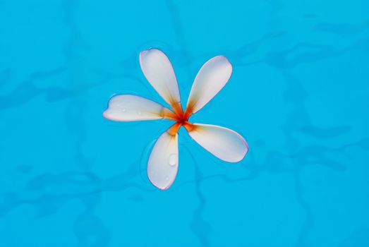 Frangipani flower in swimming pool