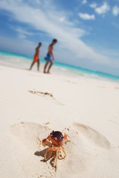 Crab on a caribbean beach in Dominican Republic. Unrecognizable people in background.