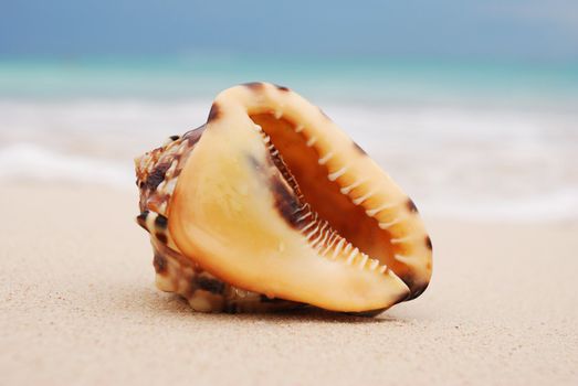 Shell on caribbean beach in Dominican Republic