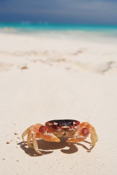 Crab on a caribbean beach in Dominican Republic