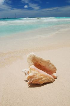 Shell on caribbean beach in Dominican Republic