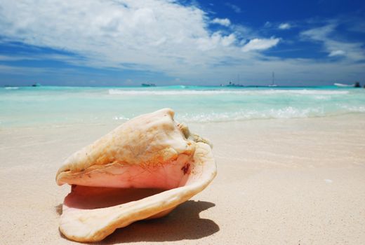 Shell on caribbean beach in Dominican Republic