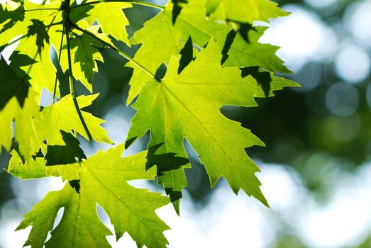 Green leaves background in sunlight