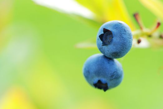 Blueberry on branch with shallow depth of field