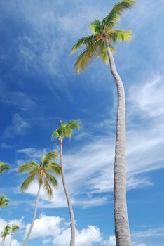 Palms against sky on a caribbean beach