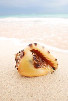 Shell on caribbean beach in Dominican Republic