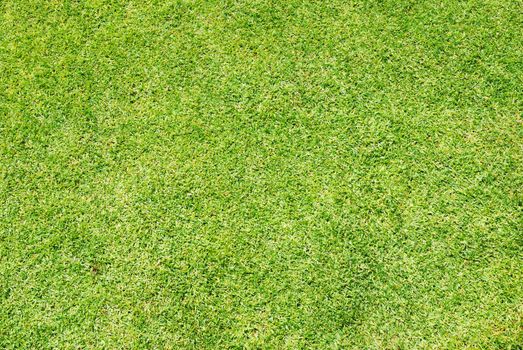 Green grass background (Golf field)