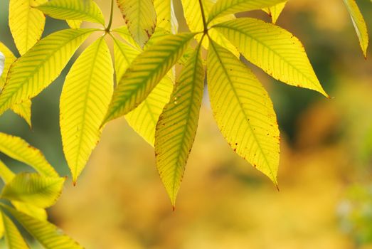 Autumn leaves background in sunlight