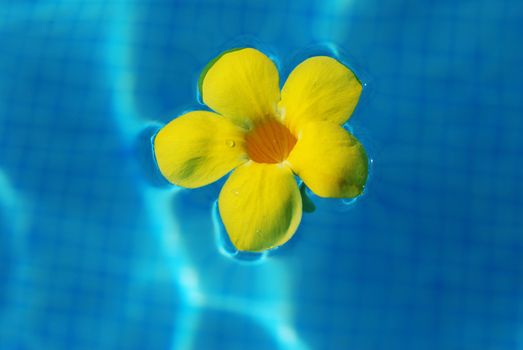 Tropical flower in swimming pool