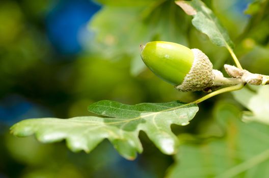 close up of acorn and leaves