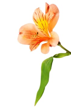 Alstroemeria flower isolated on white