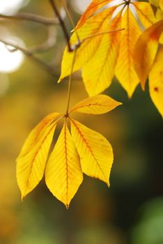 Autumn leaves background in sunlight