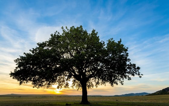 sunset and siluet of tree on field