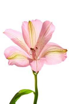 Alstroemeria flower isolated on white