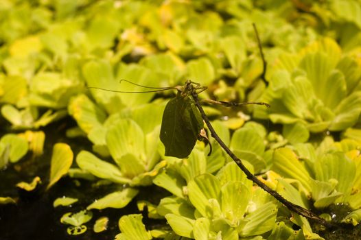 Peruivian leaf mimicking katydid crawling up a branch