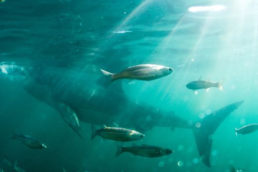 Fish swim past a great white shark, Gansbaai