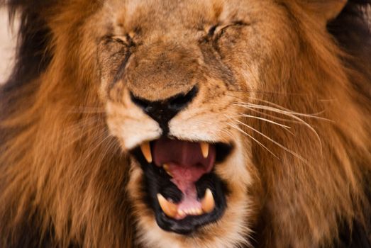 Roaring lion near Kruger National Park, South Africa