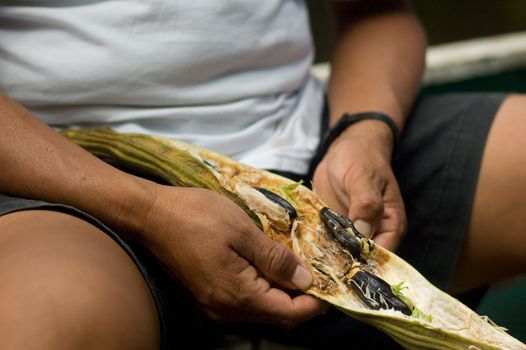 Local man opens guaba bean pod as a snack