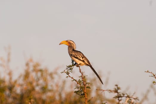 Southern Yellowbilled Hornbill (Tocus leucomelas), Hoedspruit, South Africa