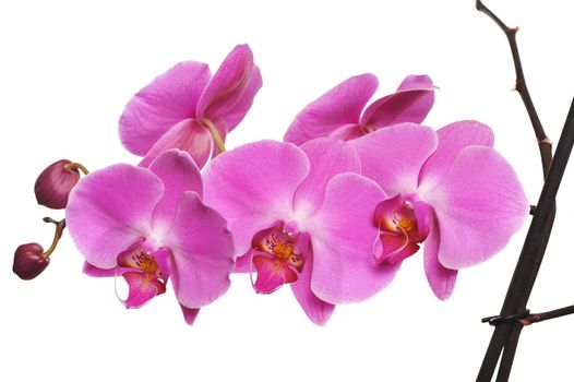 Pink Orchid Isolated on white