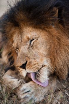 Lion cleaning himself near Kruger National Park, South Africa