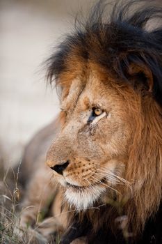 Older male lion near Kruger National Park