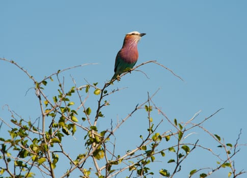 Lilac-breasted roller (Coracias caudatus) on a tree branch