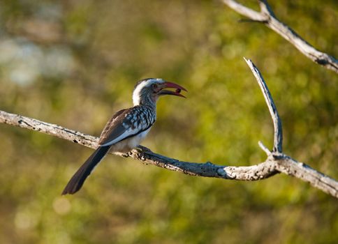 Southern yellowbilled hornbill (Tocus leucomelas) on a branch