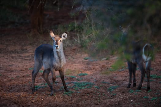 Female Ellipsen waterbuck (Kobus ellipsiprymnus ellipsiprymnus), Kruger National park