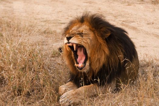 Yawning lion near Kruger National Park, Hoedspruit, South Africa