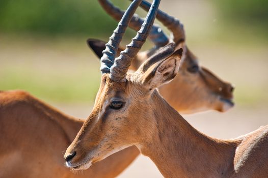 Impala (Aepyceros melampus) in
Chobe National Park, Botswana