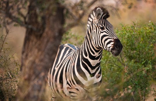 Plains zebra (Equus quagga) munching on grass, South Africa