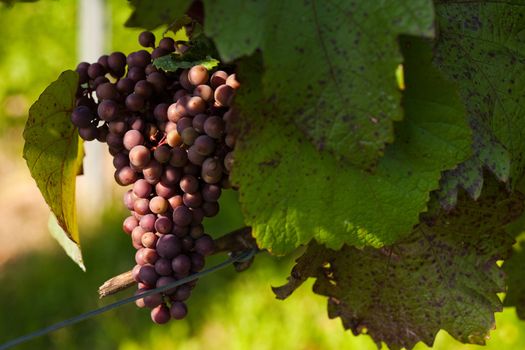 Red grapes on the vine in a sunny vineyard